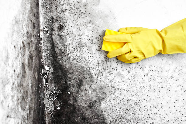 Mold Testing and Removal in Pleasant Hill, IA