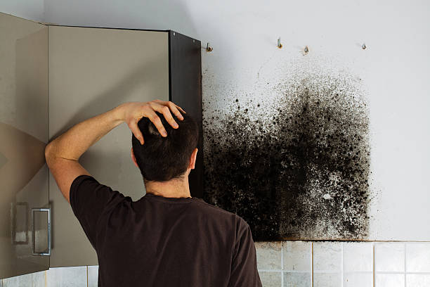 Best Black Mold Removal  in Pleasant Hill, IA